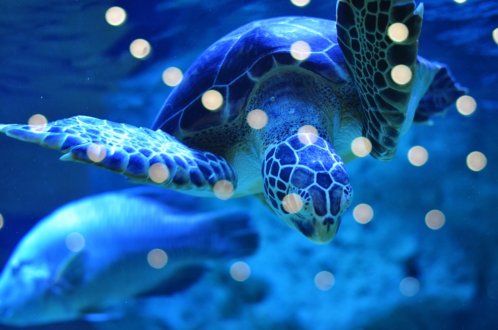 Big turtle swims in blue water